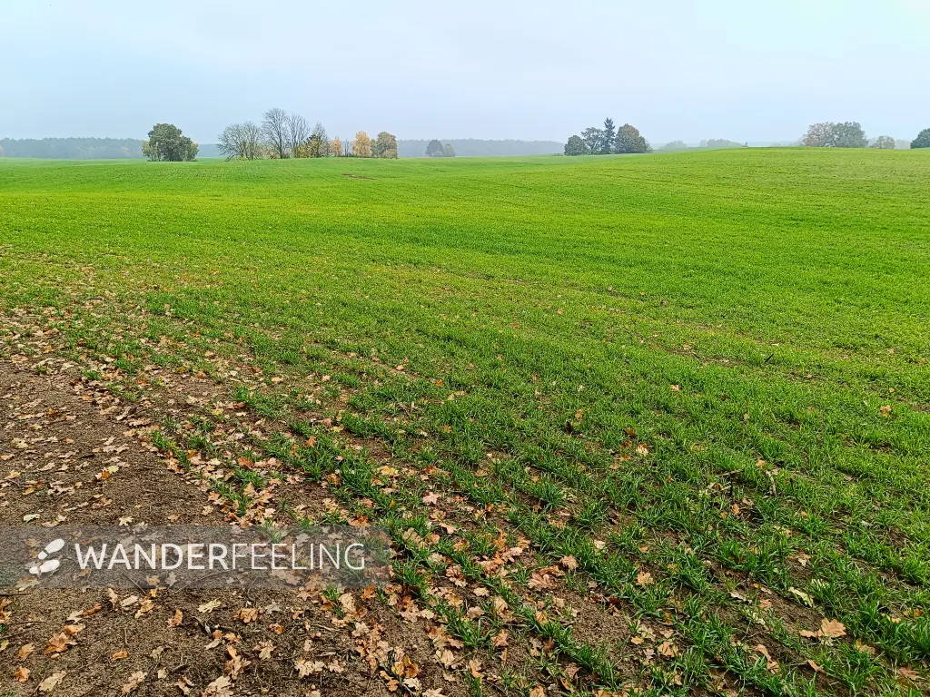 202410290-39 - Felder bei Annenwalde, Uckermark, Brandenburg, Deutschland