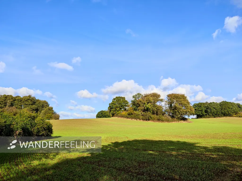 202310160-24 - Felder bei Neuendorf, Rügen, Mecklenburg-Vorpommern, Deutschland