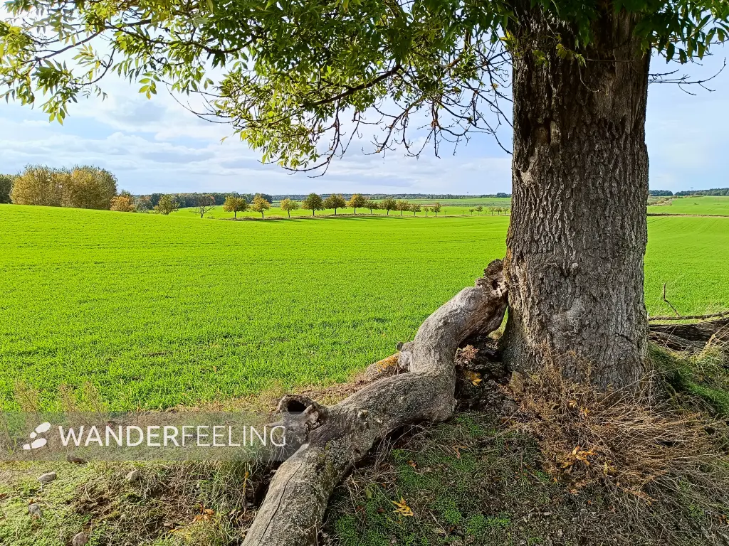 202410140-43 - Felder bei Wolletz, Uckermark, Brandenburg, Deutschland