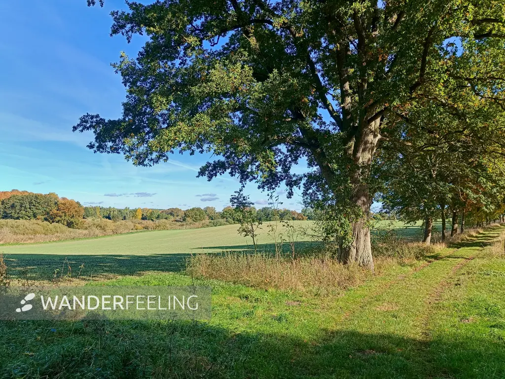 202510130-09 - Feldlandschaft bei Krakow am See, Mecklenburgische Seenplatte, Mecklenburg-Vorpommern, Deutschland