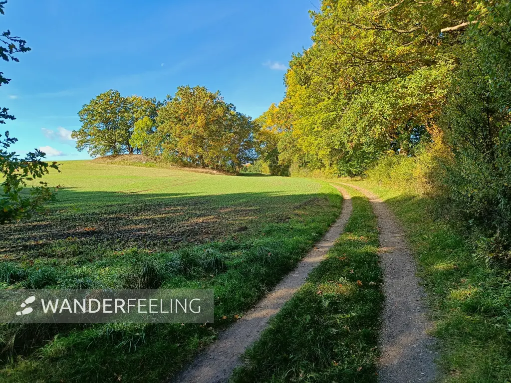 202510130-18 - Feldlandschaft bei Krakow am See, Mecklenburgische Seenplatte, Mecklenburg-Vorpommern, Deutschland