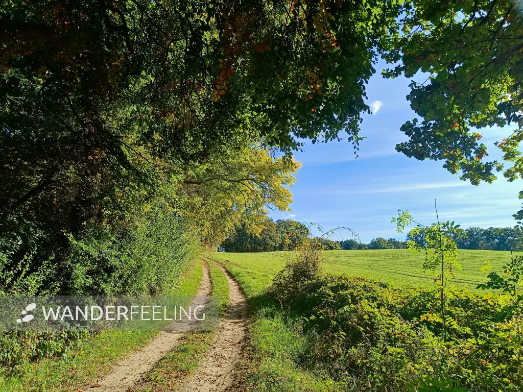 202510130-19 - Feldlandschaft bei Krakow am See, Mecklenburgische Seenplatte, Mecklenburg-Vorpommern, Deutschland