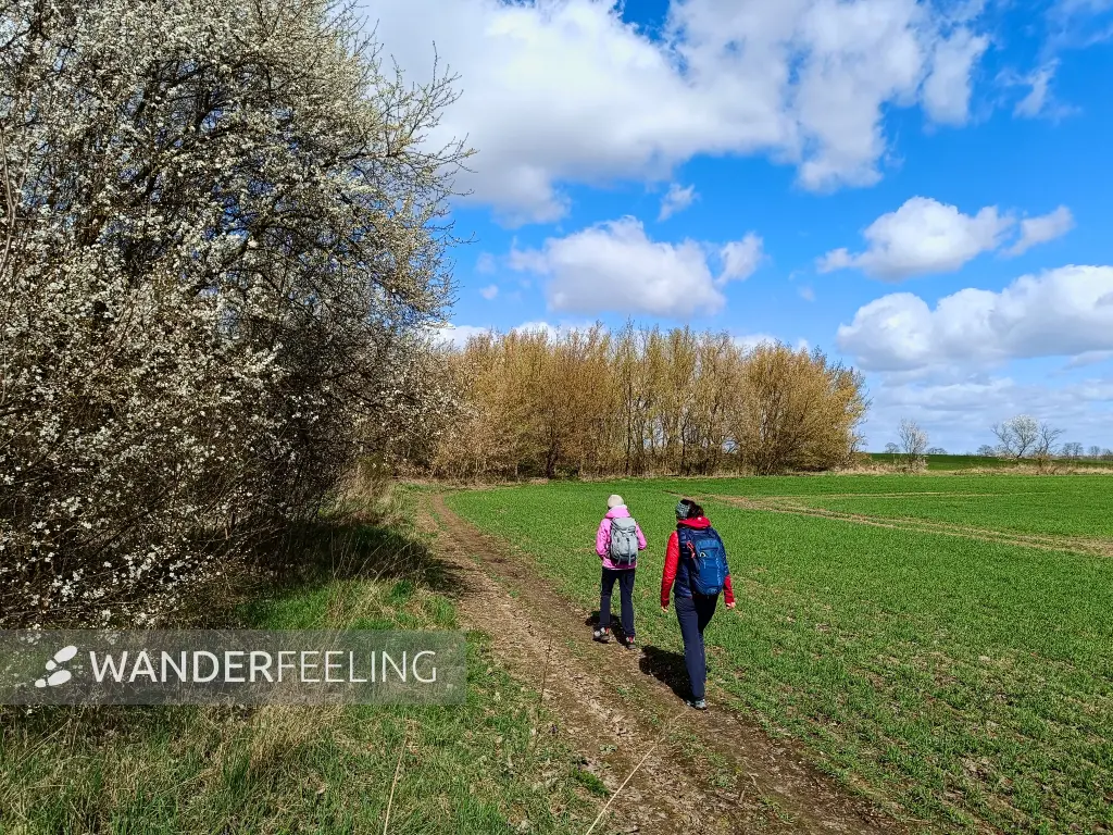 202604060-18 - Feldrand bei Blankenfelde, Berlin, Deutschland