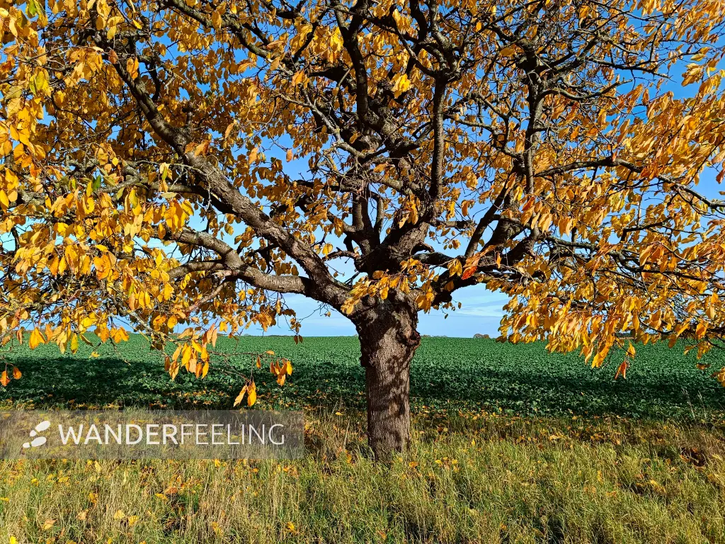 202511050-18 - Feldrand bei Groß Labenz, Mecklenburgische Seenplatte, Mecklenburg-Vorpommern, Deutschland