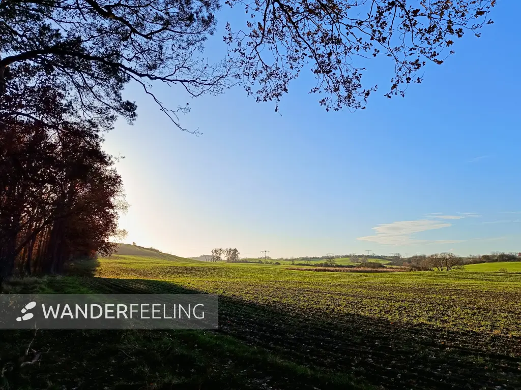 202411260-31 - Feldrand bei Meyenburg, Uckermark, Brandenburg, Deutschland