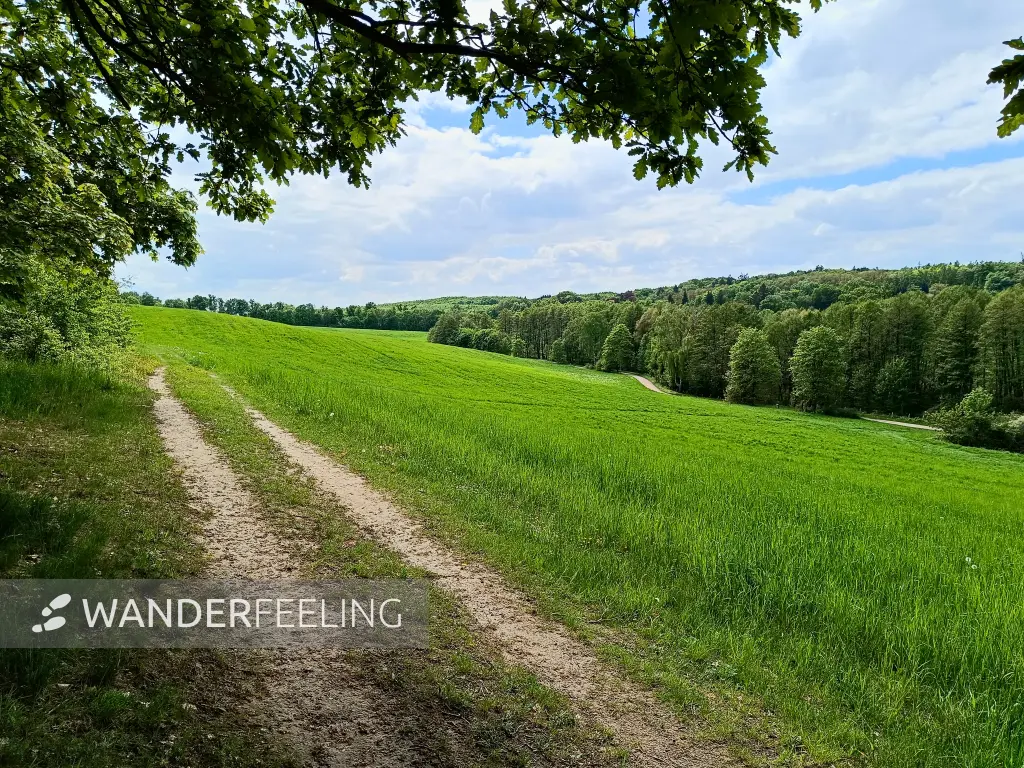 202605090-13 - Feldweg am Wolletzsee, Uckermark, Brandenburg, Deutschland