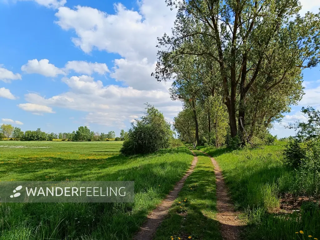 202605090-12 - Feldweg bei Angermünde, Uckermark, Brandenburg, Deutschland