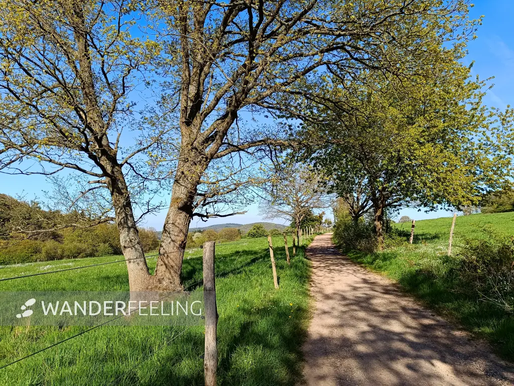 202604240-27 - Feldweg bei Bad Münstereifel, Eifel, Nordrhein-Westfalen, Deutschland