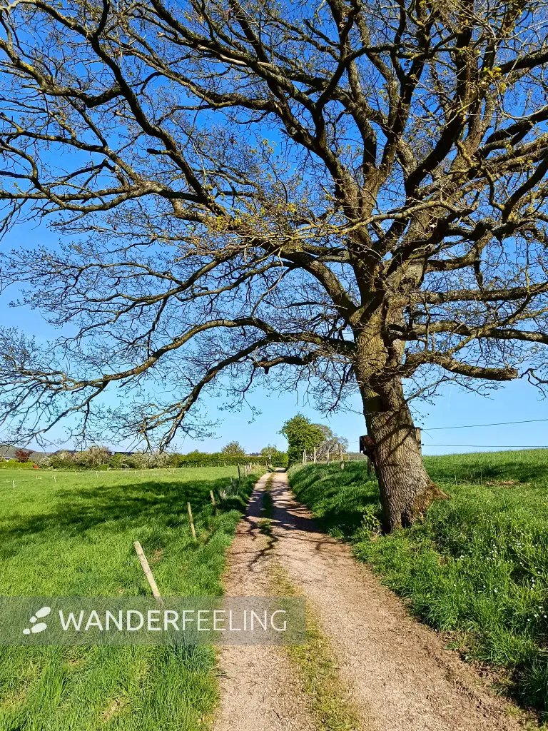 202604240-29 - Feldweg bei Bad Münstereifel, Eifel, Nordrhein-Westfalen, Deutschland