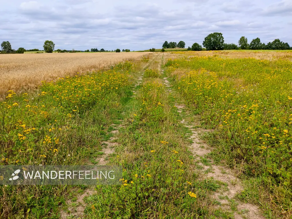 202308050-19 - Feldweg bei Bergholz, Fläming, Brandenburg, Deutschland