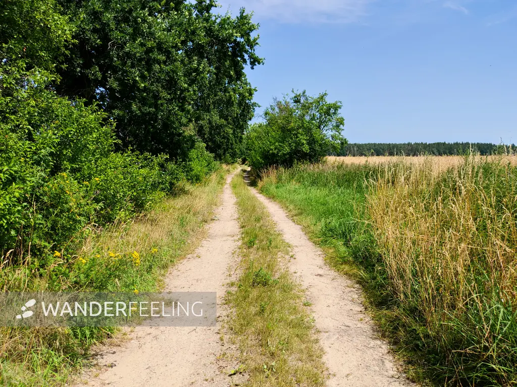 202307150-18 - Feldweg bei Blumberg, Barnim, Brandenburg, Deutschland