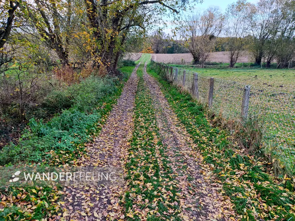 202311060-49 - Feldweg bei Carpin, Mecklenburgische Seenplatte, Mecklenburg-Vorpommern, Deutschland