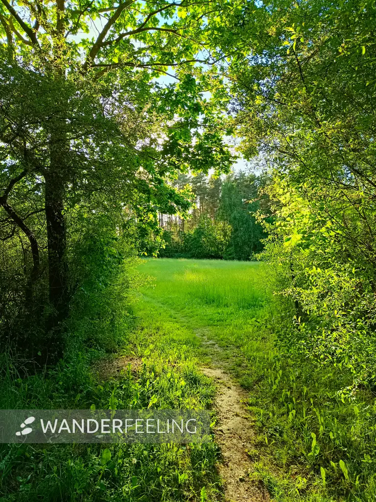 202605270-47 - Feldweg bei Dobbertin, Mecklenburgische Seenplatte, Mecklenburg-Vorpommern, Deutschland