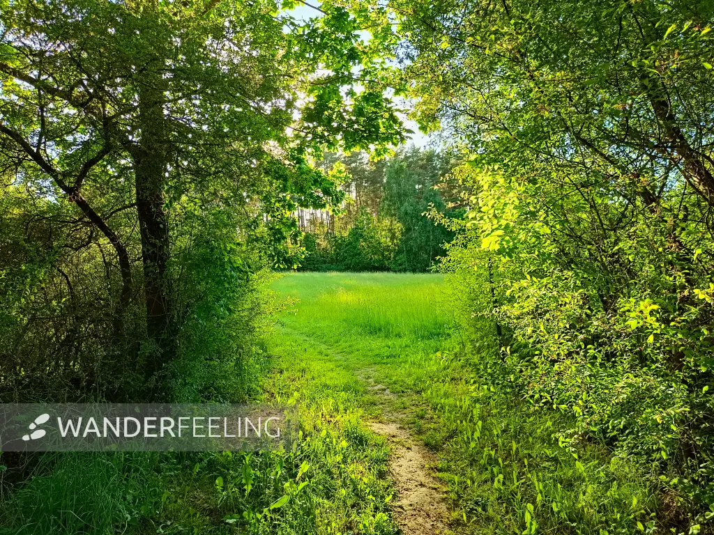 202605270-48 - Feldweg bei Dobbertin, Mecklenburgische Seenplatte, Mecklenburg-Vorpommern, Deutschland