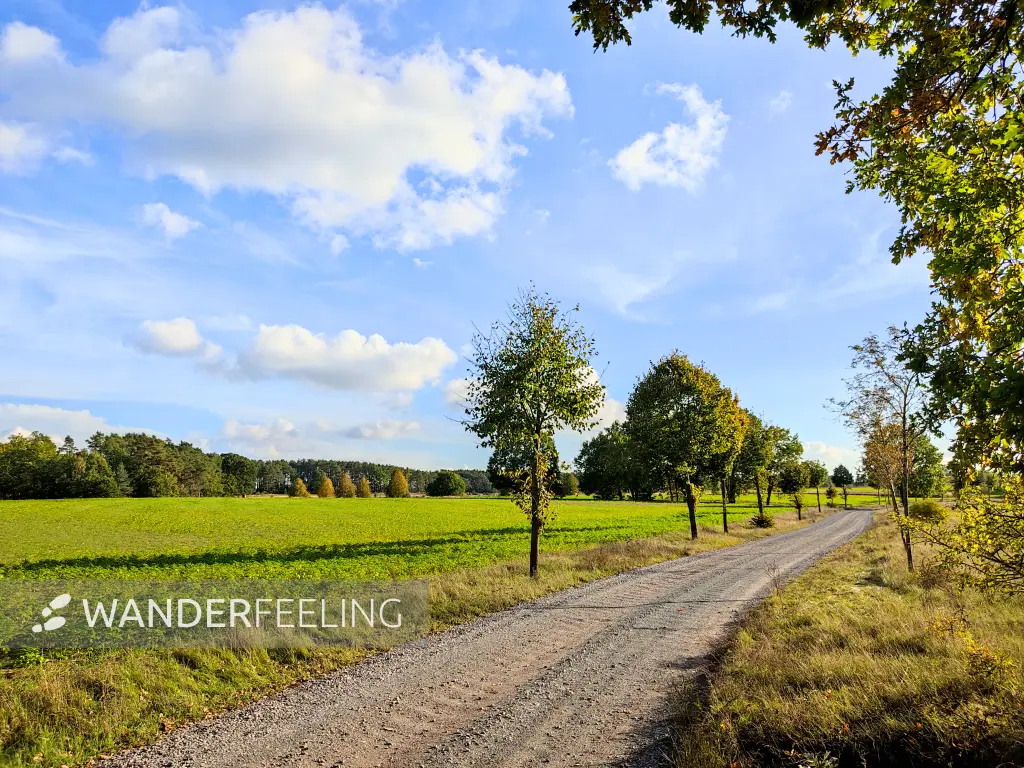 202310250-41 - Feldweg bei Emstal, Fläming, Brandenburg, Deutschland
