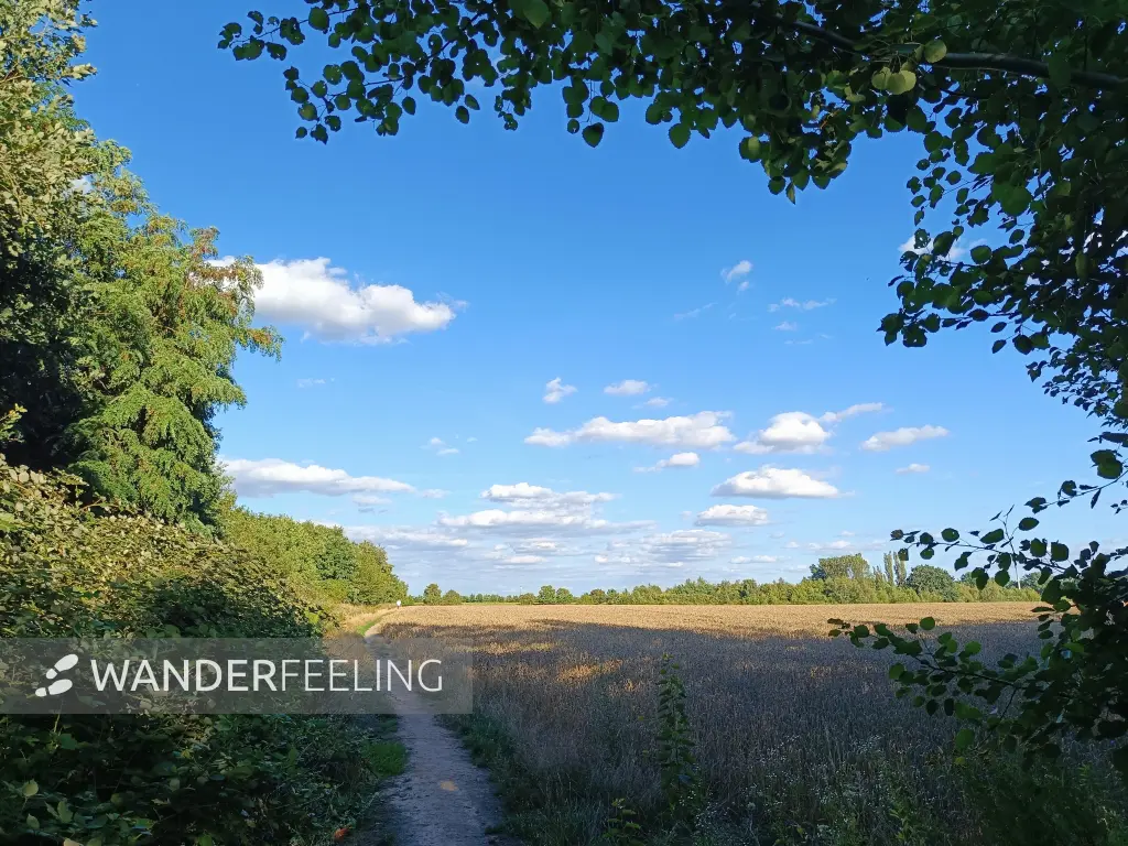 202607280-07 - Feldweg bei Großziethen, Fläming, Brandenburg, Deutschland