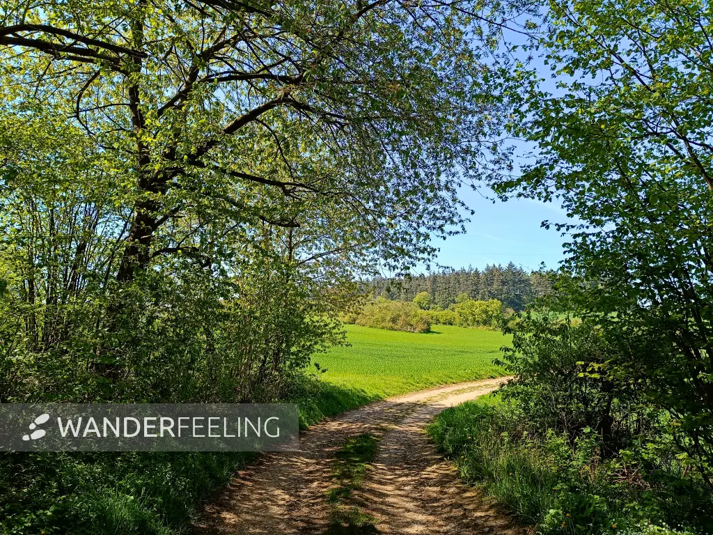202604240-07 - Feldweg bei Iversheim, Eifel, Nordrhein-Westfalen, Deutschland