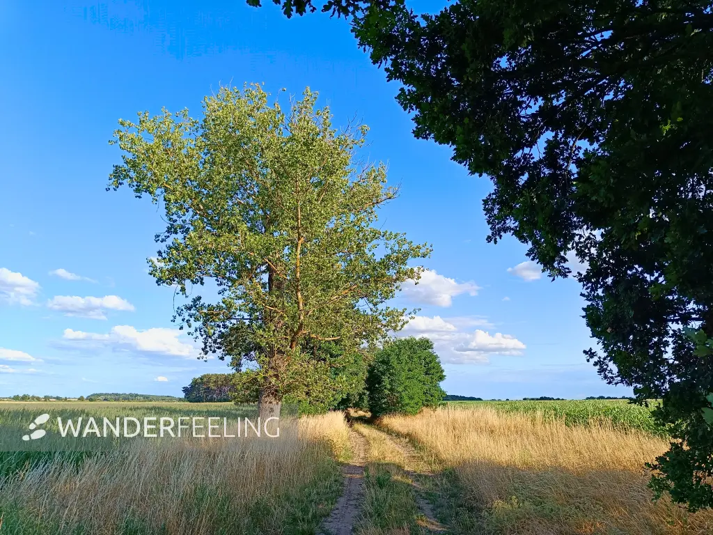 202607210-23 - Feldweg bei Kotzen, Havelland, Brandenburg, Deutschland