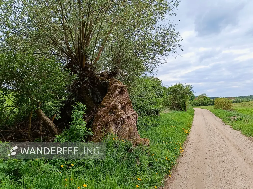 202605090-24 - Feldweg bei Louisenhof, Uckermark, Brandenburg, Deutschland