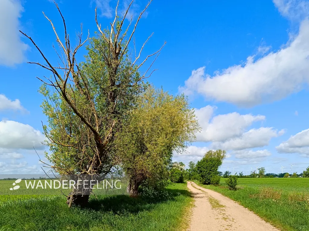 202505030-13 - Feldweg bei Markau, Havelland, Brandenburg, Deutschland