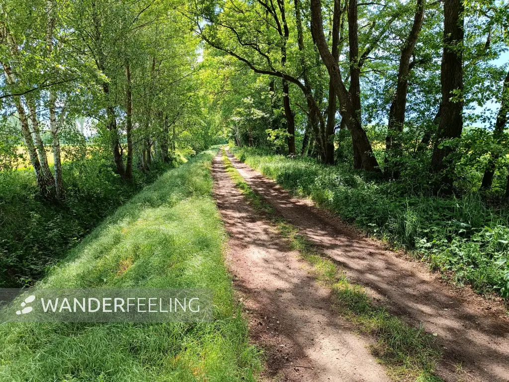 202505260-06 - Feldweg bei Mirow, Mecklenburgische Seenplatte, Mecklenburg-Voprommern, Deutschland