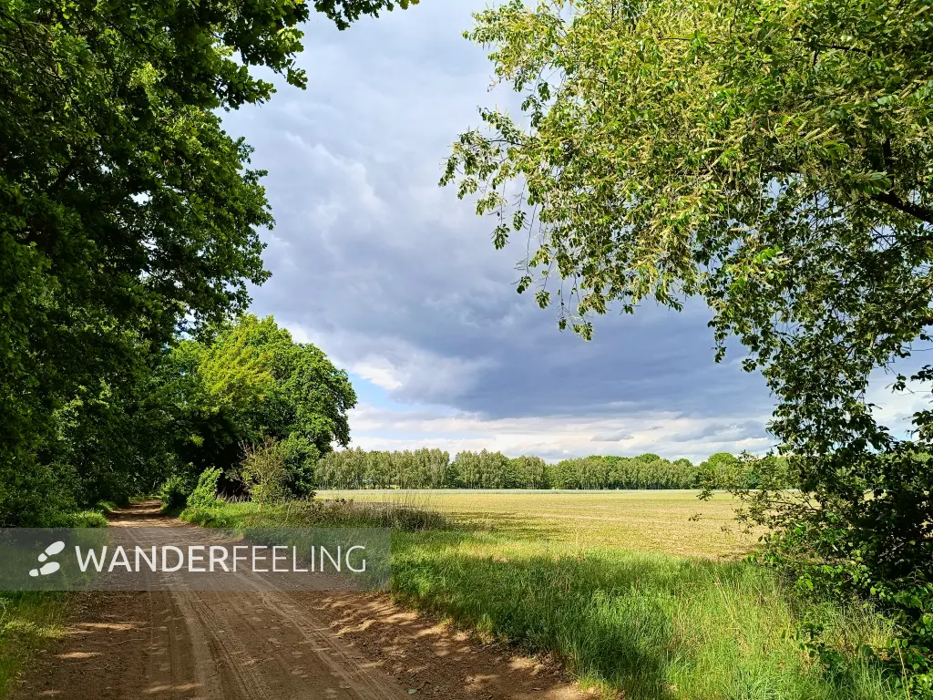 202505260-04 - Feldweg bei Mirow, Mecklenburgische Seenplatte, Mecklenburg-Vorpommern, Deutschland