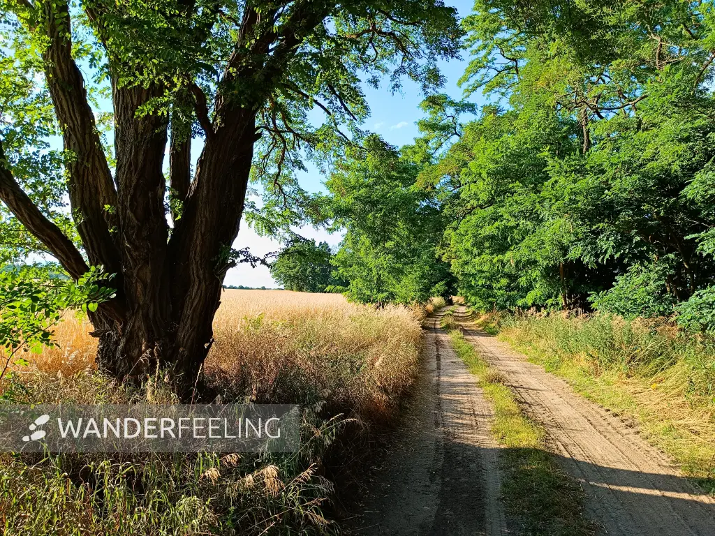 202607210-28 - Feldweg bei Nennhausen, Havelland, Brandenburg, Deutschland