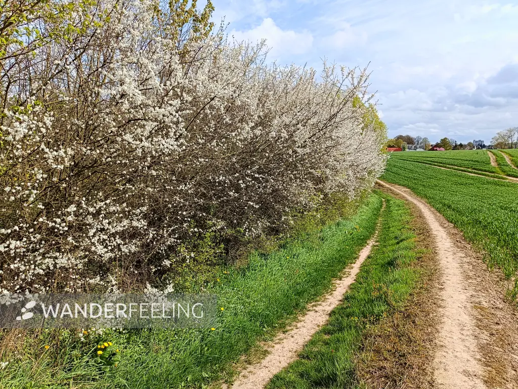 202404150-34 - Feldweg bei Reinfeld, Holsteinische Schweiz, Schleswig-Holstein