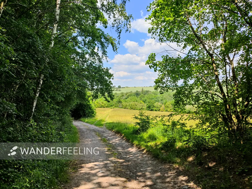 202306130-04 - Feldweg bei Sangerhausen, Harz, Sachsen-Anhalt, Deutschland