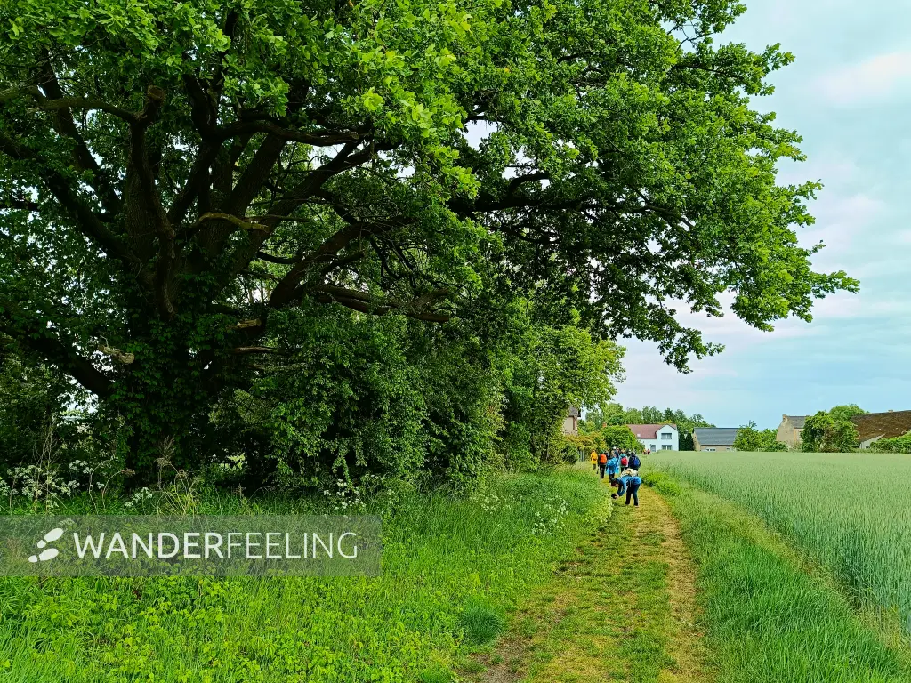 202505170-38 - Feldweg bei Storkow, Seenland Oder-Spree, Brandenburg, Deutschland