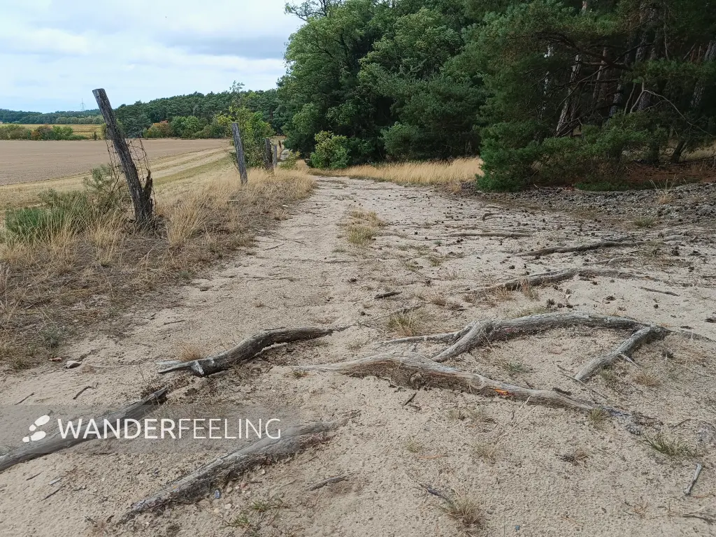 202609040-05 - Feldweg bei Stücken, Fläming, Brandenburg, Deutschland