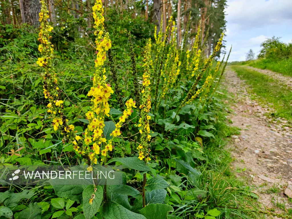 202308050-05 - Feldweg mit Königskerzen bei Grubo, Fläming, Brandenburg, Deutschland
