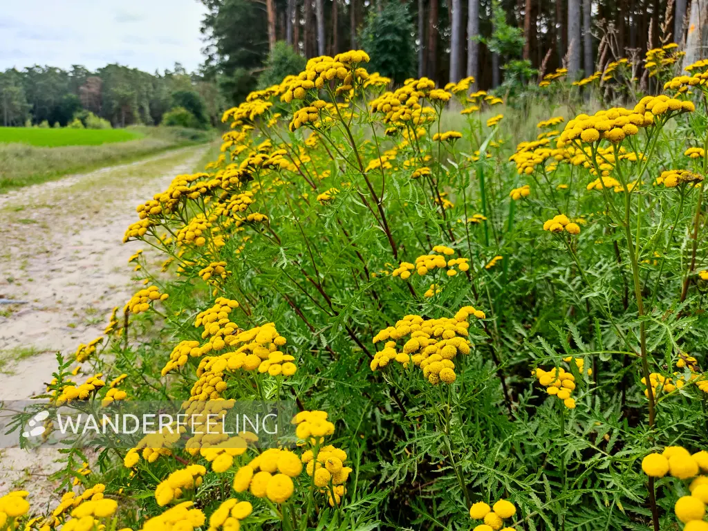 202308050-04 - Feldweg mit Rainfarn bei Grubo, Fläming, Brandenburg, Deutschland