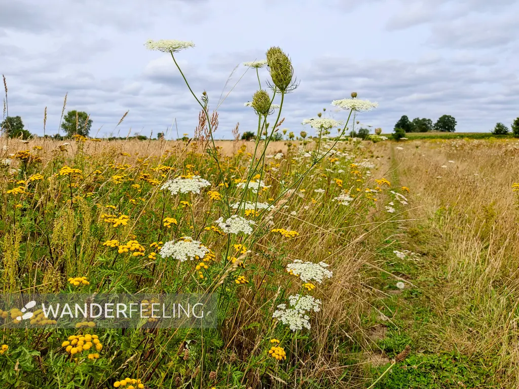 202308050-20 - Feldweg mit Wilder Möhre und Rainfarn bei Bergholz, Fläming, Brandenburg, Deutschland