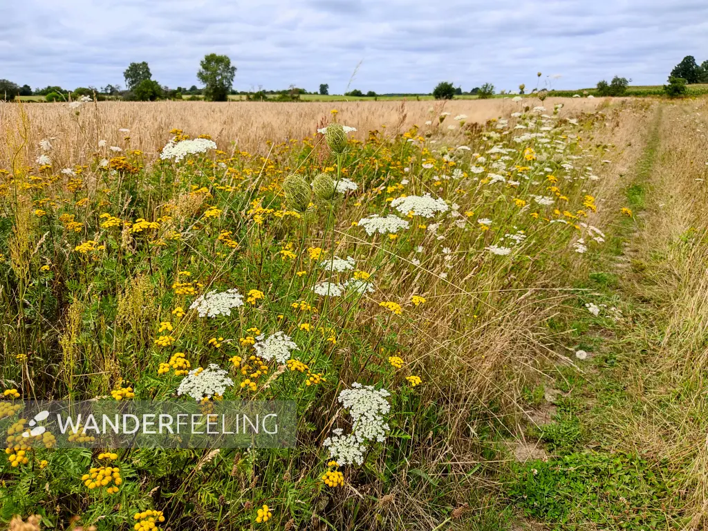 202308050-21 - Feldweg mit Wilder Möhre und Rainfarn bei Bergholz, Fläming, Brandenburg, Deutschland