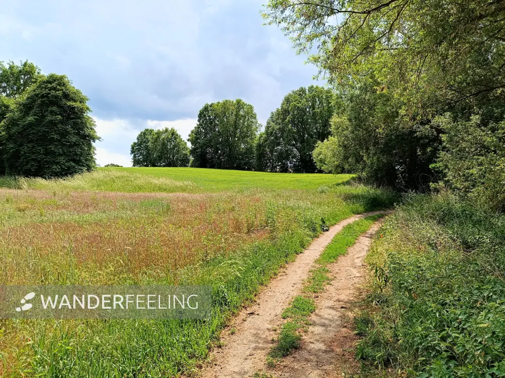 202506070-30 - Feldweg nach Lübars, Berlin, Deutschland