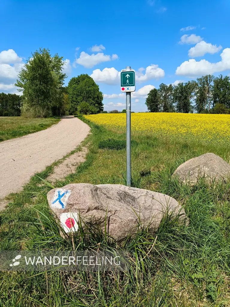 202605090-11 - Feldweg und Rapsfeld bei Angermünde, Uckermark, Brandenburg, Deutschland