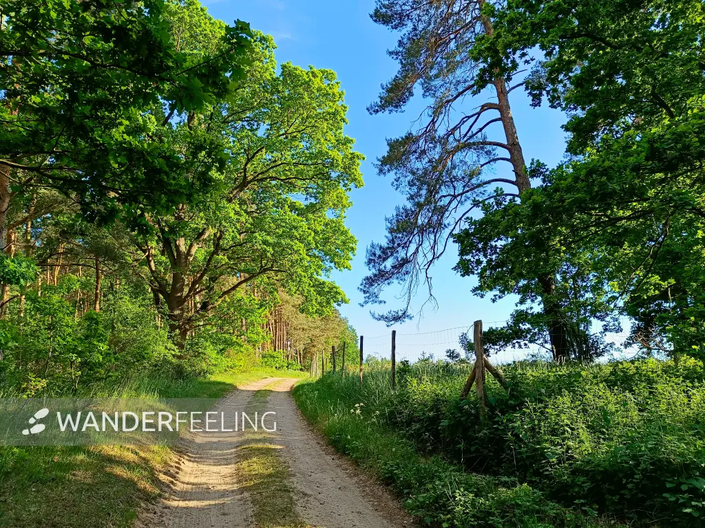 202605270-39 - Feldweg zum Dobbertiner See, Mecklenburgische Seenplatte, Mecklenburg-Vorpommern, Deutschland