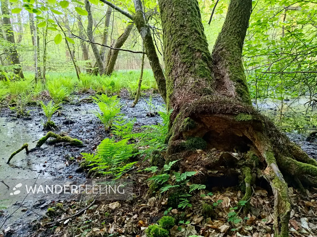202505130-39 - Feuchtgebiet im Müritz-Nationalpark, Mecklenburgische Seenplatte, Mecklenburg-Vorpommern, Deutschland