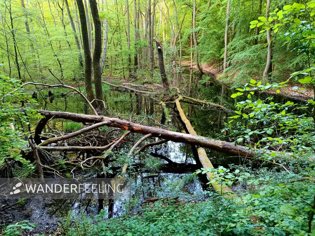 202505130-40 - Feuchtgebiet im Müritz-Nationalpark, Mecklenburgische Seenplatte, Mecklenburg-Vorpommern, Deutschland
