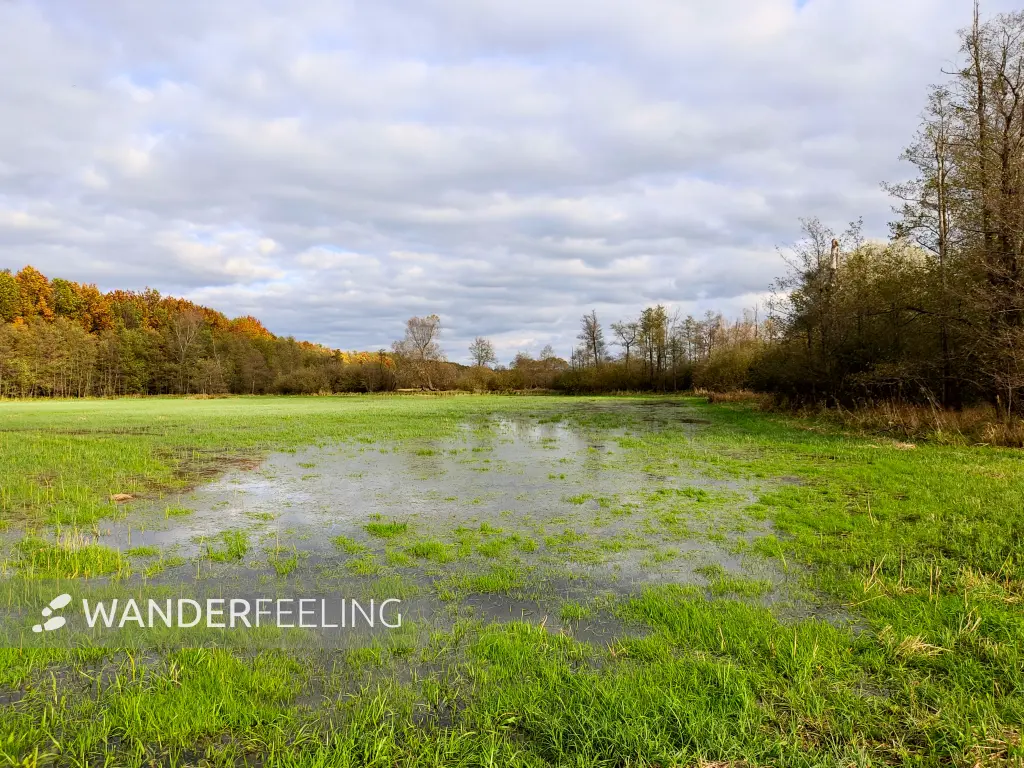 202311040-29 - Feuchtwiesen bei Boblitz, Spreewald, Brandenburg, Deutschland