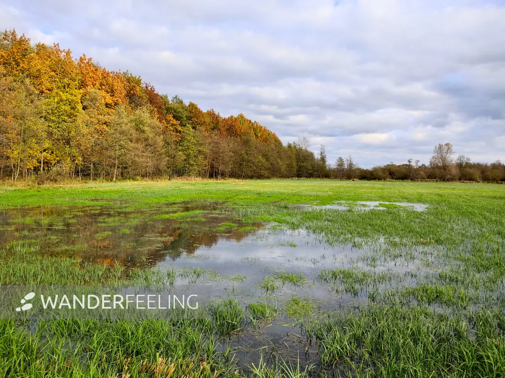 202311040-31 - Feuchtwiesen bei Boblitz, Spreewald, Brandenburg, Deutschland