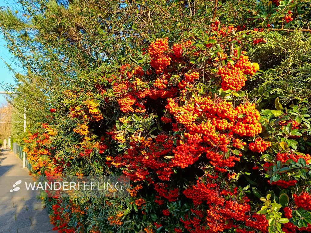 202511220-14 - Feuerdorn in Marienfelde, Berlin, Deutschland
