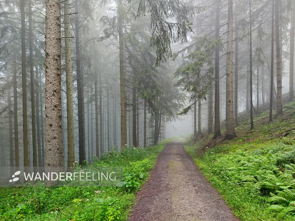 202308180-15 - Fichtenwald im Deister, Weserbergland, Niedersachsen, Deutschland