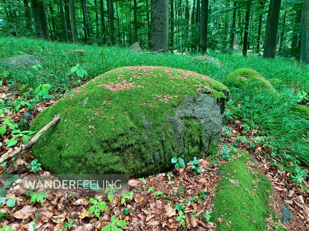 202606090-01 - Findlinge im Hullerbusch bei Feldberg, Mecklenburgische Seenplatte, Mecklenburg-Vorpommern, Deutschland