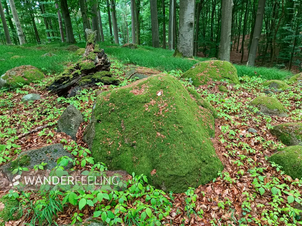 202606090-02 - Findlinge im Hullerbusch bei Feldberg, Mecklenburgische Seenplatte, Mecklenburg-Vorpommern, Deutschland
