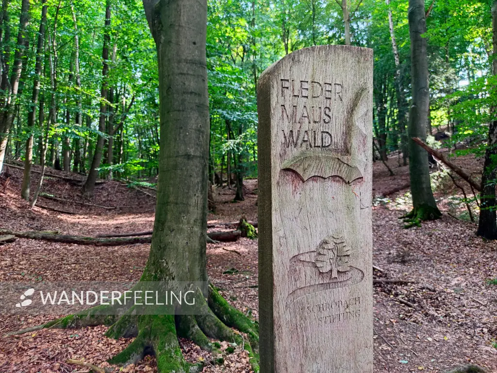 202309230-30 - Fledermauswald bei Reinbek, Herzogtum Lauenburg und Stormarn, Schleswig-Holstein, Deutschland