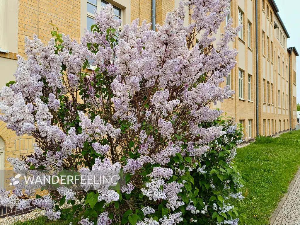 202404240-04 - Flieder an der ehemaligen Farbenfabrik in Wolfen, Anhalt-Dessau-Wittenberg, Sachsen-Anhalt, Deutschland