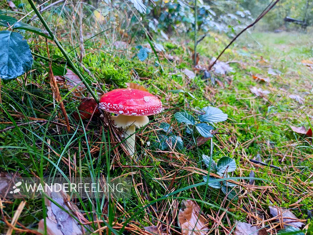 202310250-43 - Fliegenpilz bei Kloster Lehnin, Fläming, Brandenburg, Deutschland