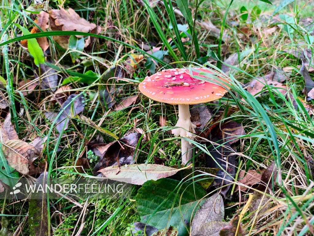 202310230-27 - Fliegenpilz bei Lübbenau, Spreewald, Brandenburg, Deutschland